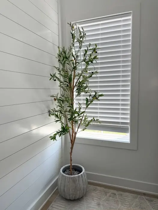 Sharing my olive tree again because it's in the background of all my mirror pics and I… — photo from Chloe Webb's Chloe's Closet post